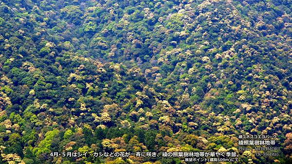 �� ���ռ��ӤΥ����������ʤɤγ���