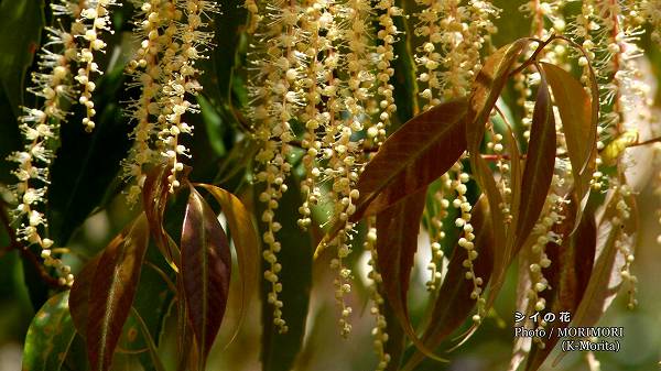 シイの花(拡大) シイの花(拡大)
