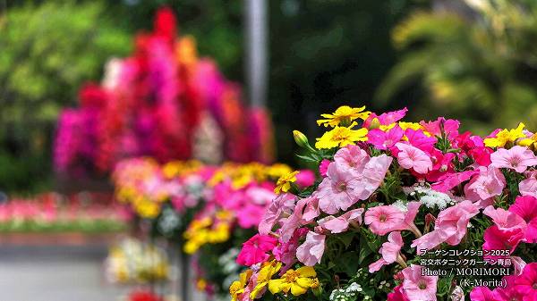 �֡����󥳥������ �ܸ�ܥ��˥å������ǥ�