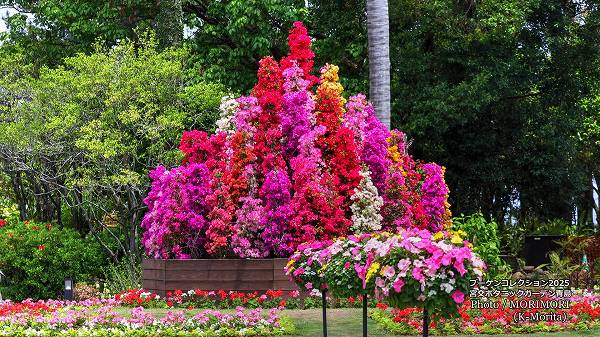 �֡�����֥ꥢ�ޥ���ƥ�ʥ֡����󥳥������2025�� �ܸ�ܥ��˥å������ǥ�