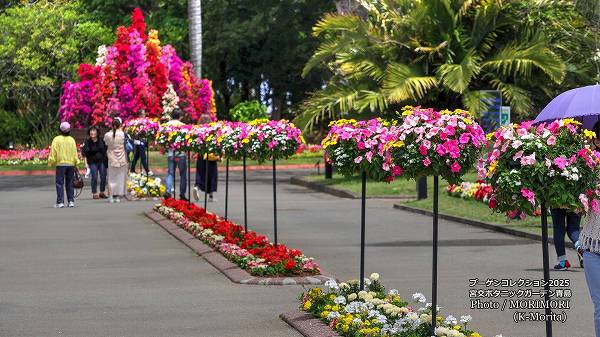 �֡����󥳥������ �ܸ�ܥ��˥å������ǥ�