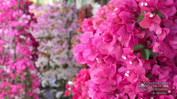 �֡����󥳥������ �ܸ�ܥ��˥å������ǥ�