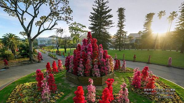 �֡�����ӥꥢ�ޥ���ƥ� �ܸ�ܥ��˥å������ǥ�