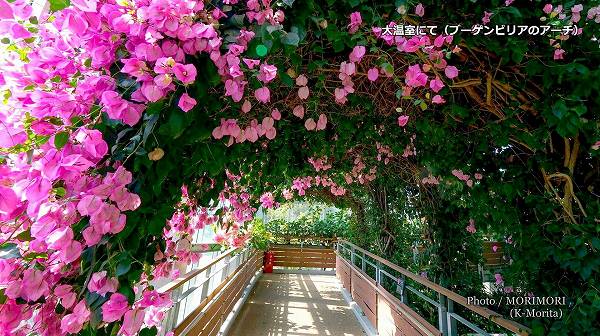 �粹���⡡�֡�����ӥꥢ�Υ�����