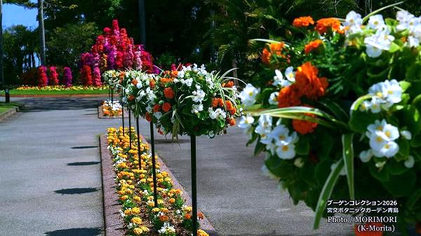 �֡����󥳥������2026 �ܸ�ܥ��˥å������ǥ�