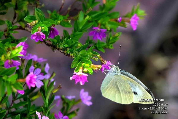 ���ɤ�Τ��˥Х��ˤ� 2026.4.27 