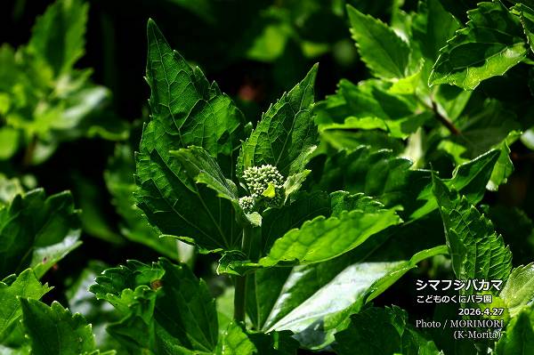 ���ޥե��Х��ޡ����ɤ�Τ��˥Х��ˤ� 2026.4.27 