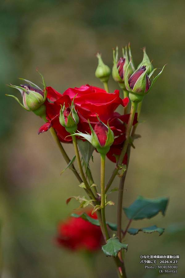 �ܺ긩���籿ư����Х��ˤ� 2026.4.27 