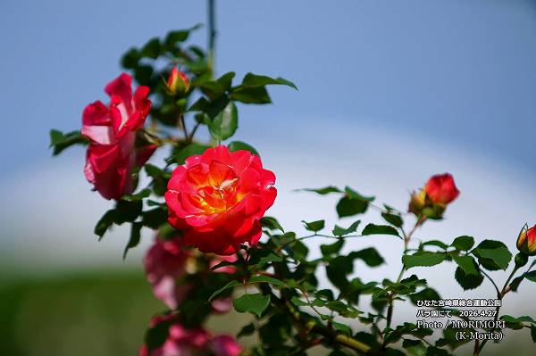 �ܺ긩���籿ư����Х��ˤ� 2026.4.27 