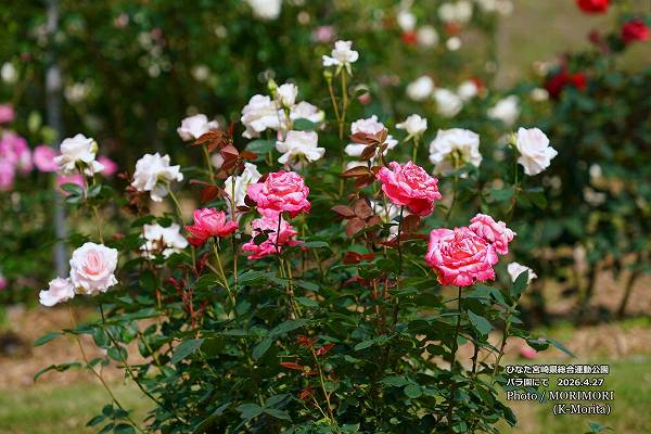 �ܺ긩���籿ư����Х��ˤ� 2026.4.27 