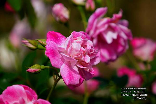 �ܺ긩���籿ư����Х��ˤ� 2026.4.27 