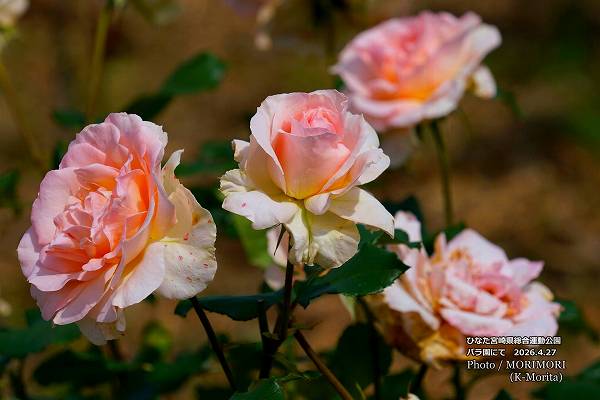 �ܺ긩���籿ư����Х��ˤ� 2026.4.27 