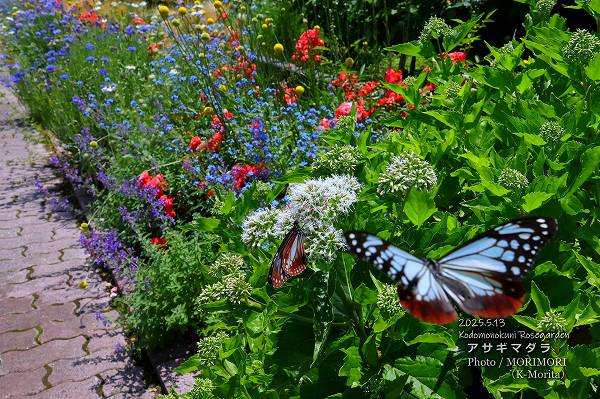 �������ޥ��顡2025ǯ5��13�����ܺ�Ԥ��ɤ�ι�Х��