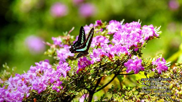 �ߥ�ޥ��ꥷ�ޤȥ������������ϡ��ӽ�꼫��õ��ϩ
