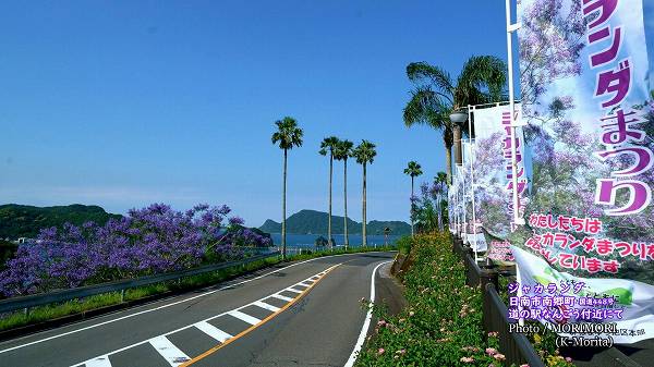 ジャカランダ(日南市道の駅なんごう付近) ジャカランダ(日南市道の駅なんごう付近)