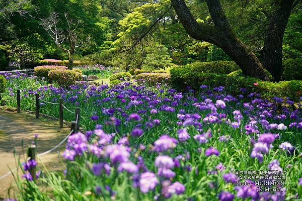 �Ҥʤ��ܺ긩���籿ư���� �������� �Ϥʤ��礦��