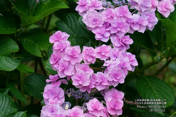 �ܺ긩���籿ư���� �����ʽ���(��������)�Υ�������