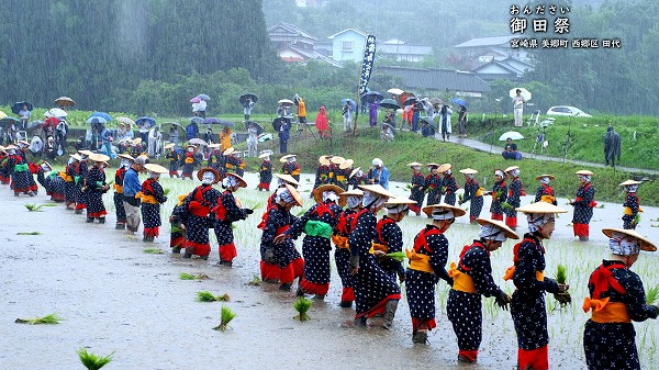 御田祭 豪雨の中の田植え 御田祭 豪雨の中の田植え