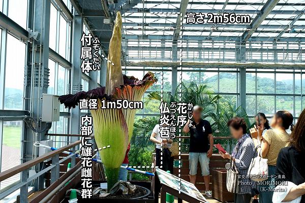 ���祯�����������󥸥㥯����������2024ǯ���ơ�