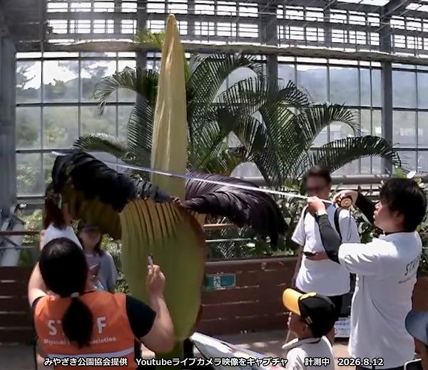 開花サイズ計測中 開花サイズ計測中