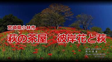 小林市 萩の茶屋の彼岸花 小林市 萩の茶屋の彼岸花