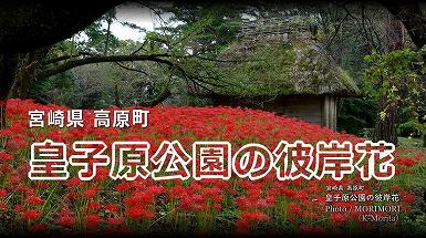 高原町 皇子原公園の彼岸花 高原町 皇子原公園の彼岸花