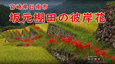 日南市 坂元棚田の彼岸花 日南市 坂元棚田の彼岸花