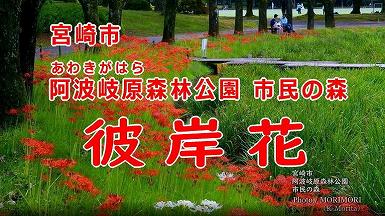 宮崎市 市民の森の彼岸花 宮崎市 市民の森の彼岸花