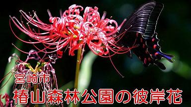 宮崎市 椿山森林公園の彼岸花 宮崎市 椿山森林公園の彼岸花