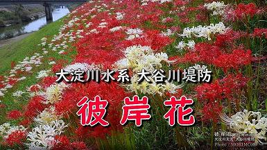 宮崎市 大淀川系大谷川の彼岸花 宮崎市 大淀川支流大谷川の彼岸花