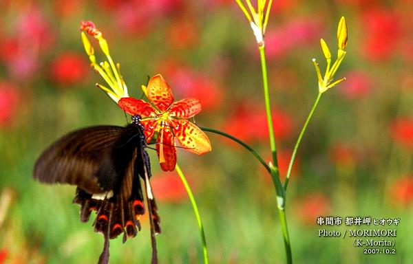都井岬 ヒオウギの花 都井岬 ヒオウギの花