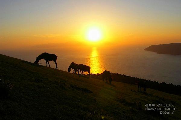 都井岬 御崎馬と夕景(夕日) 小松ヶ丘にて 都井岬 御崎馬と夕景(夕日) 小松ヶ丘にて