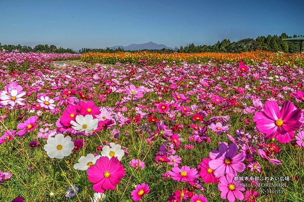 都城市 南部ふれあい広場のコスモス 都城市 南部ふれあい広場のコスモス