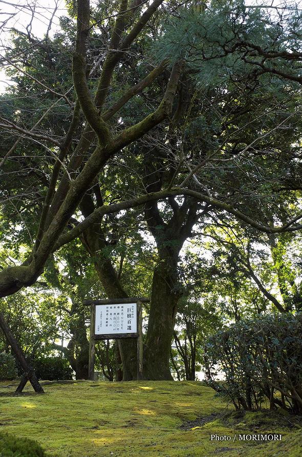 みやざきの巨樹百選　ヤマモモの木　（宮崎県庁）