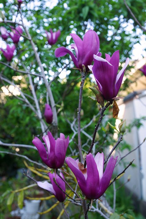 紫木蓮（シモクレン）が咲いた