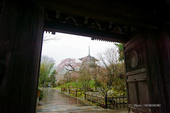 浄専寺のシダレ桜　1