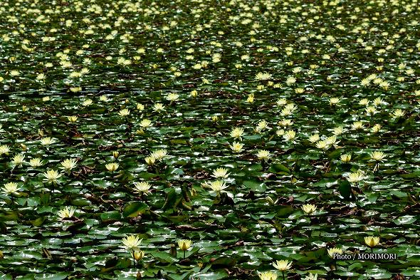 宮崎市　市民の森　みそぎ池のスイレン