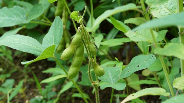 もうすぐ枝豆収穫