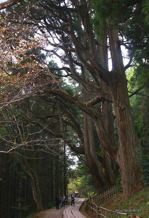 熊本県　弊立神宮の森　五百枝杉（いおえすぎ）