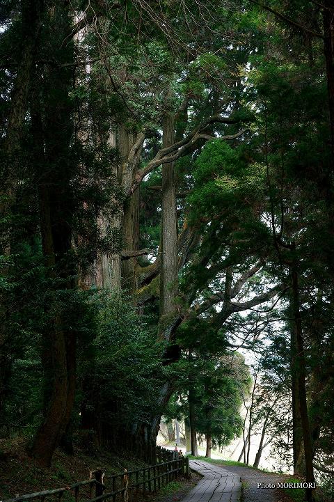 熊本県　弊立神宮の森　五百枝杉（いおえすぎ）