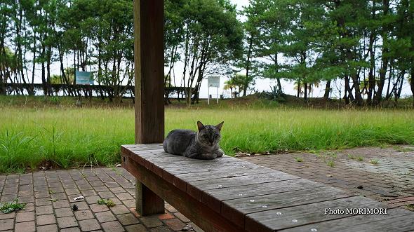 青島海岸のネコ