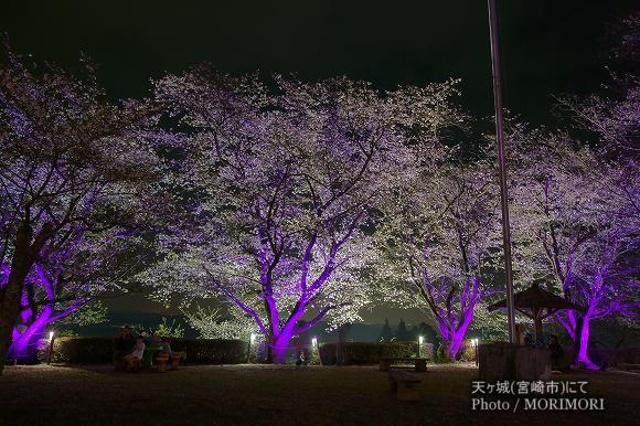 天ヶ城（あまがじょう）宮崎市　夜桜ライトアップ