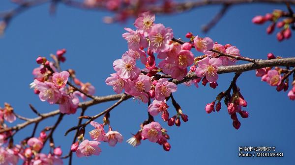 日本一の早咲き桜（日南寒咲一号）