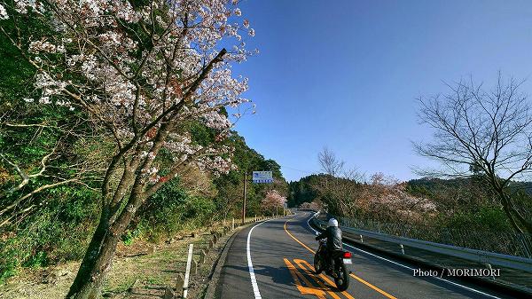 堀切峠の山桜（ヤマザクラ）