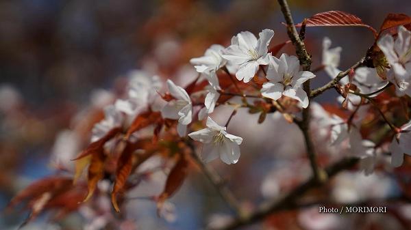 堀切峠の山桜（ヤマザクラ）