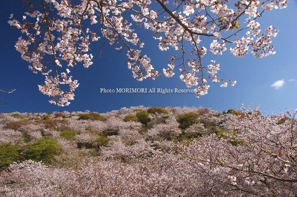 日南市北郷町　花立公園の桜
