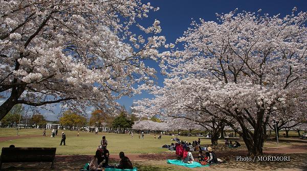 宮崎県総合文化公園の桜