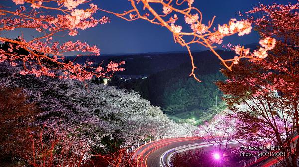 天ケ城公園の夜桜　4