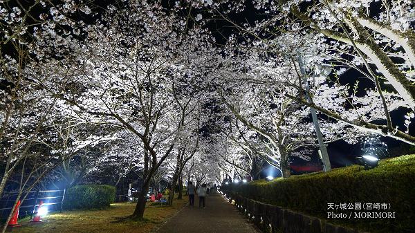 天ケ城公園の夜桜　7