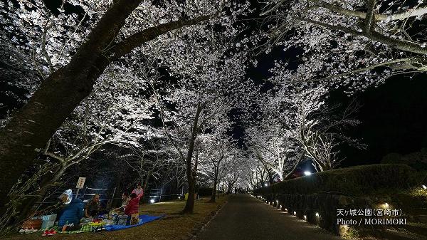 天ケ城公園の夜桜　8
